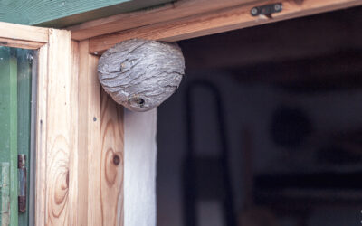 смех и грех